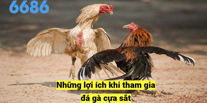 Những lợi ích khi tham gia đá gà cựa sắt